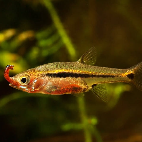 Rasbora "Exclamation Point" - Boraras urophthlamoides