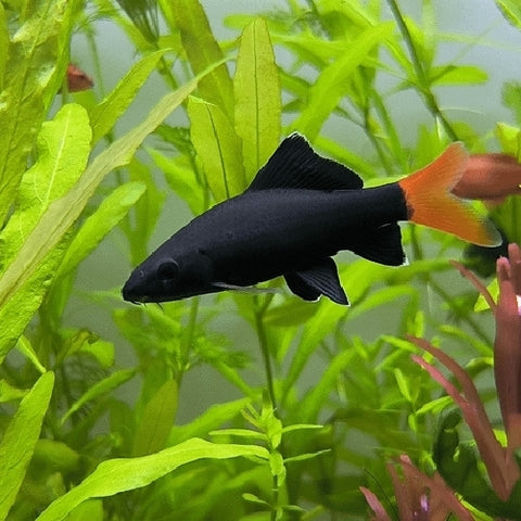 Tiburón Cola Roja Epalzeorhynchos bicolor
