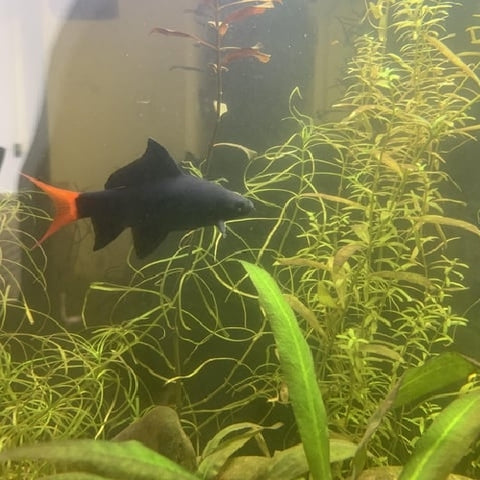 Tiburón Cola Roja Epalzeorhynchos bicolor