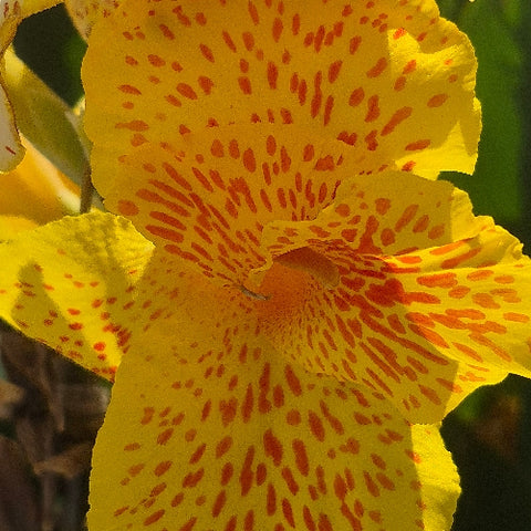 Canna indica "Picasso"