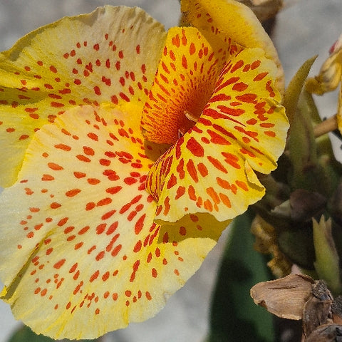 Canna indica "Picasso"