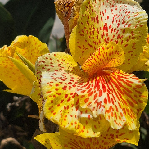 Canna indica "Picasso"