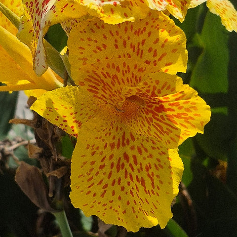 Canna indica "Picasso"