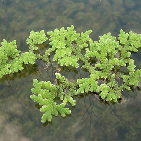 Azolla microphylla, Plantas - AQUAPLANTAS - 1