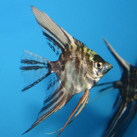 3 X Angel Surtido md - Pterophyllum scalare