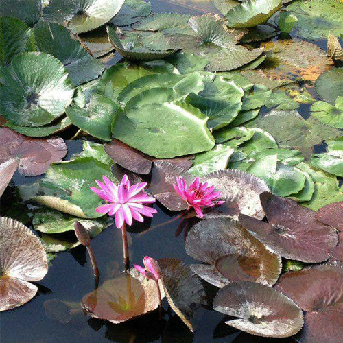 Nymphaea micrantha AQUAPLANTAS