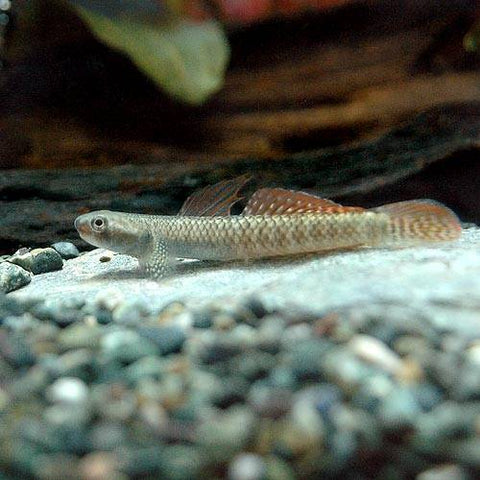 Gobio Arcoiris - Stiphodon ornatus