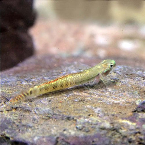 Gobio Arcoiris - Stiphodon ornatus