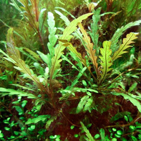 Hygrophila pinnatifida In-Vitro