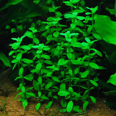  AQUAPLANTASMX - Bacopa madagascariensis - Plantas