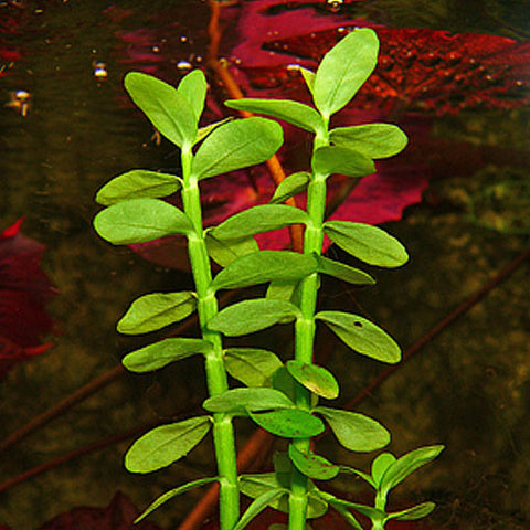  AQUAPLANTASMX - Bacopa madagascariensis (X3) - Plantas