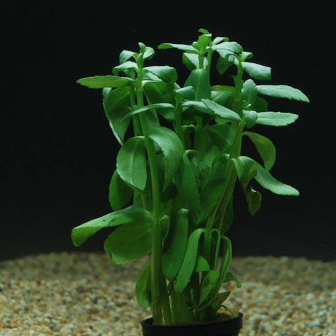  AQUAPLANTASMX - Bacopa madagascariensis - Plantas