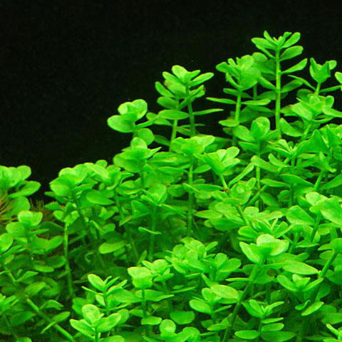  AQUAPLANTASMX - Bacopa madagascariensis - Plantas