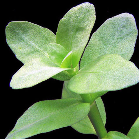  AQUAPLANTASMX - Bacopa madagascariensis - Plantas
