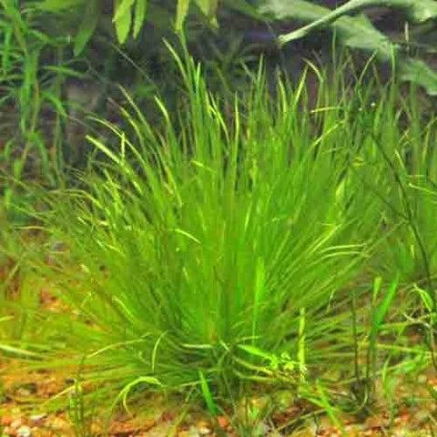  AQUAPLANTASMX - Blyxa japonica - Plantas