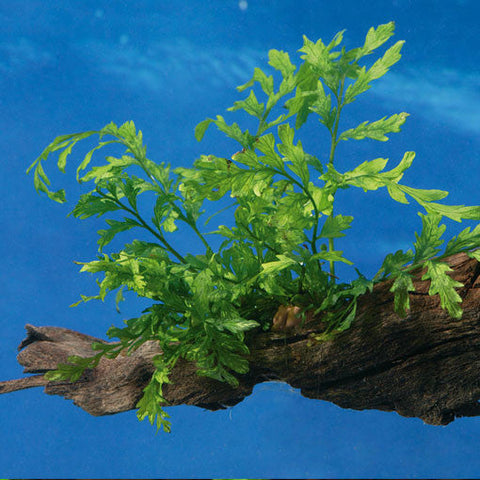  AQUAPLANTASMX - Bolbitis heudelotii - Plantas