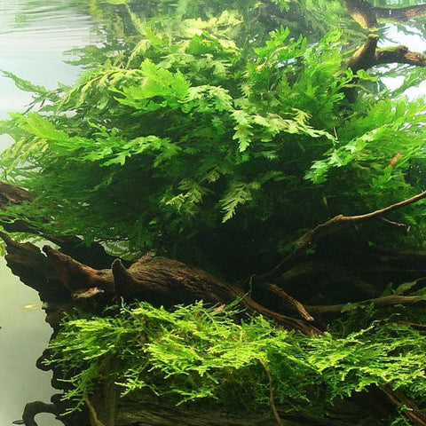  AQUAPLANTASMX - Bolbitis heudelotii - Plantas