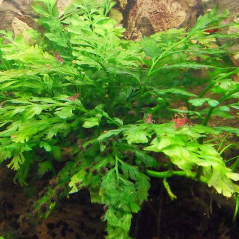  AQUAPLANTASMX - Bolbitis heudelotii - Plantas