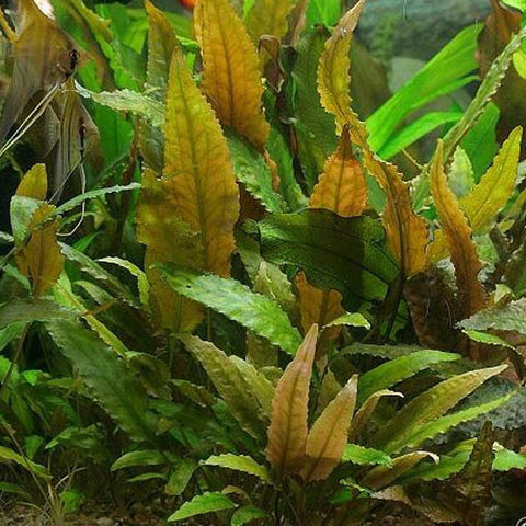  AQUAPLANTASMX - Cryptocoryne wendtii "Tropica" - Plantas