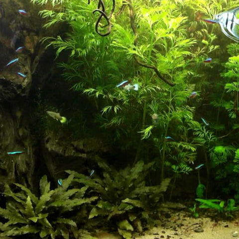  AQUAPLANTASMX - Cryptocoryne wendtii "Tropica" - Plantas