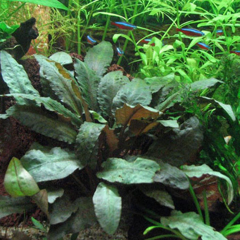  AQUAPLANTASMX - Cryptocoryne wendtii "Tropica" - Plantas