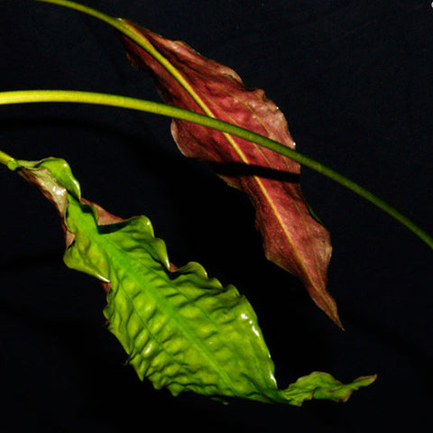  AQUAPLANTASMX - Cryptocoryne usteriana - Plantas