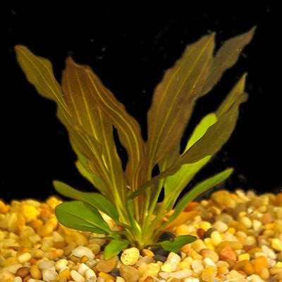  AQUAPLANTASMX - Echinodorus "Rubin" - Plantas