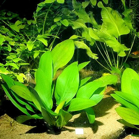  AQUAPLANTASMX - Echinodorus grandiflorus - Plantas