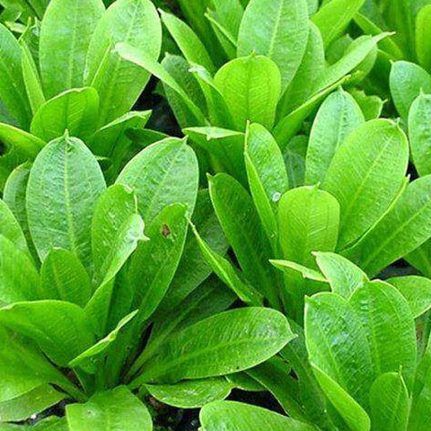  AQUAPLANTASMX - Echinodorus parviflorus "Tropica" - Plantas