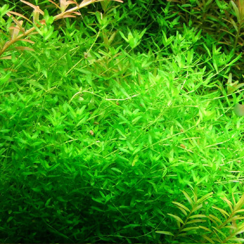 Hemianthus "Amano Pearl Grass"