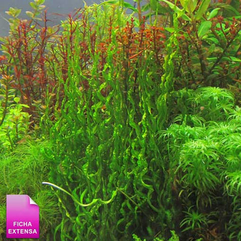  AQUAPLANTASMX - Echinodorus "Vesuvius" - Plantas