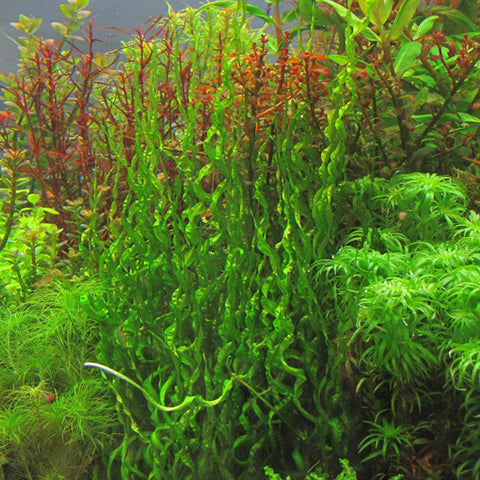  AQUAPLANTASMX - Echinodorus "Vesuvius" - Plantas