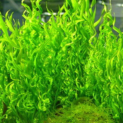  AQUAPLANTASMX - Echinodorus "Vesuvius" - Plantas