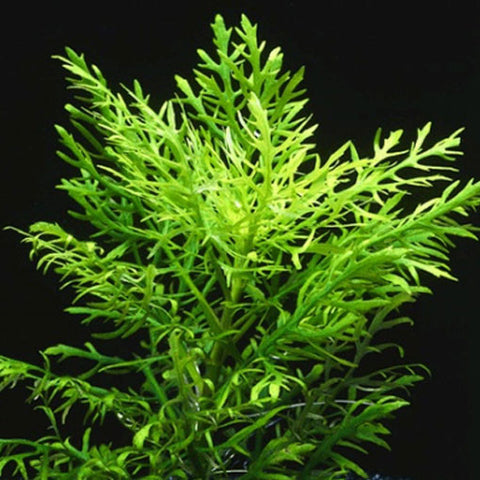  AQUAPLANTASMX - Hygrophila difformis - Plantas