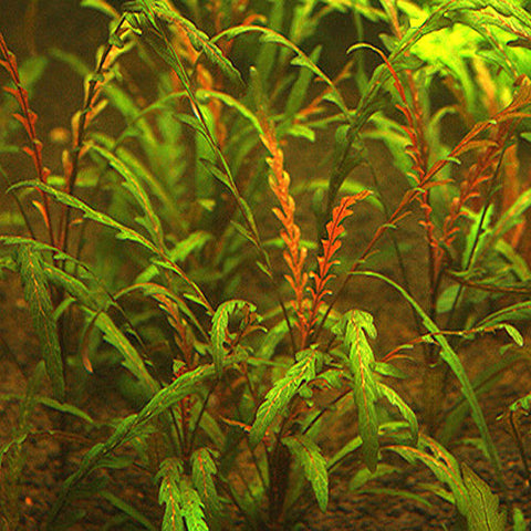 Hygrophila pinnatifida In-Vitro