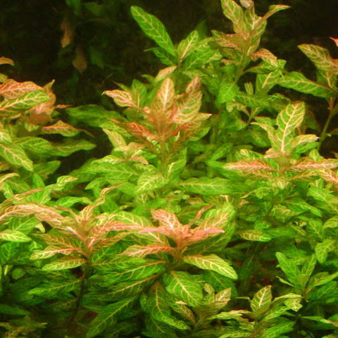  AQUAPLANTASMX - Hygrophila polisperma Rosanervig (X3) - Plantas