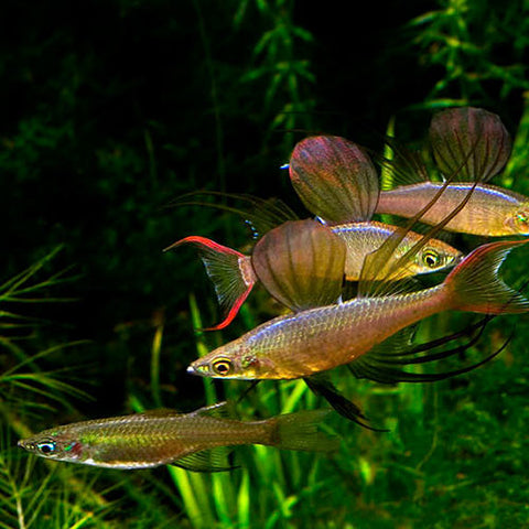 5x Iriatherina werneri, tetra - AQUAPLANTAS - 4