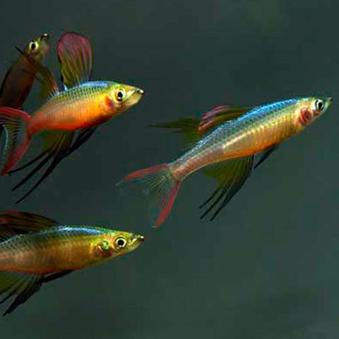 5x Iriatherina werneri, tetra - AQUAPLANTAS - 3