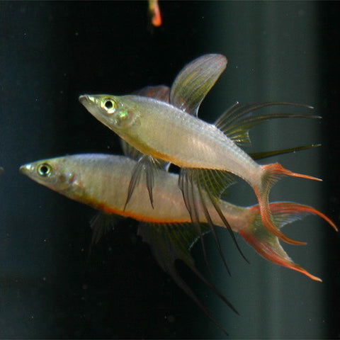 5x Iriatherina werneri, tetra - AQUAPLANTAS - 5