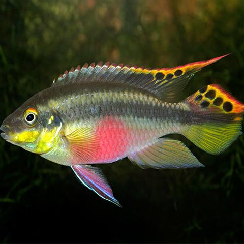 4 X Ciclido Kribensis (Juvenil) - Pelvicachromis pulcher