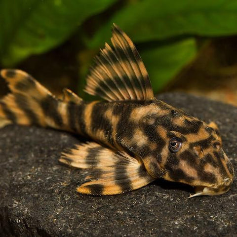 Pleco Payaso L'103 - Peckoltia vittata