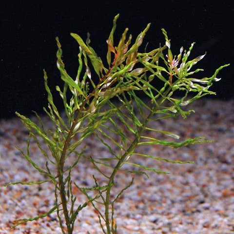 Ludwigia inclinata "Curly Tornado" (X3)
