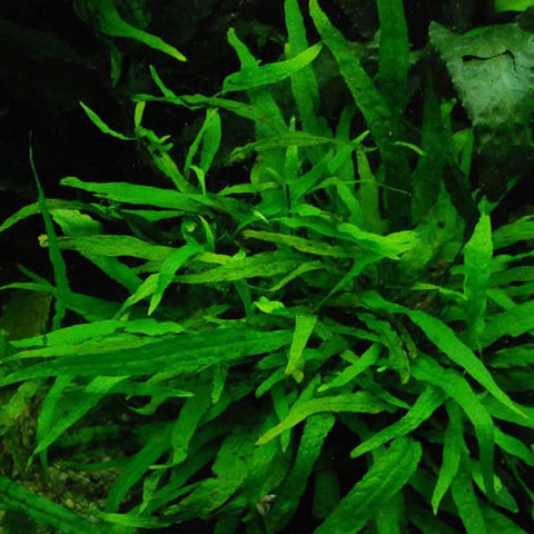  AQUAPLANTASMX - Microsorum pteropus "Narrow" - Plantas