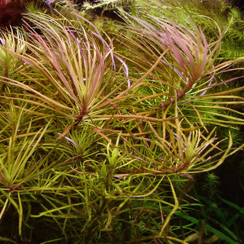  AQUAPLANTASMX - Pogostemon stellata - Plantas