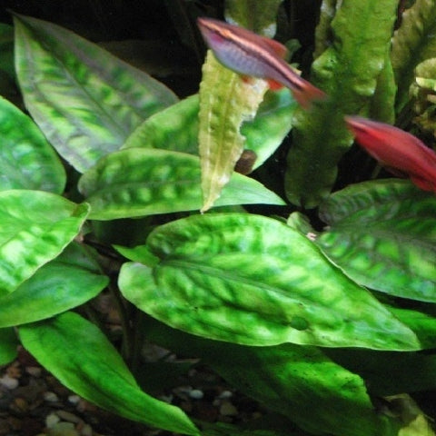 Cryptocoryne pontederiifolia