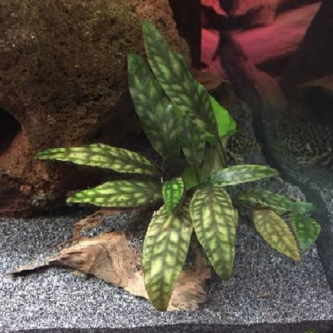 Cryptocoryne x purpurea