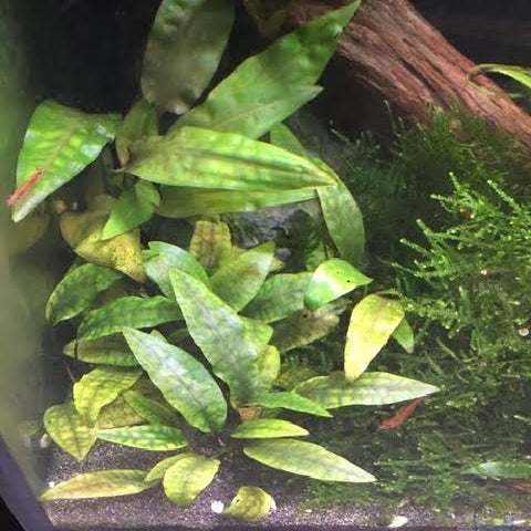 Cryptocoryne x purpurea