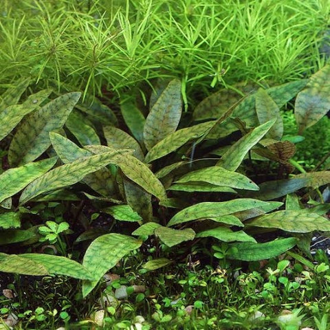 Cryptocoryne x purpurea