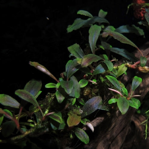 Bucephalandra sp. Brownie ghost nakamoto 2011-2012