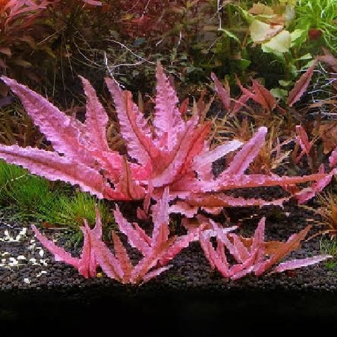 Cryptocoryne wendtii Flamingo In-Vitro